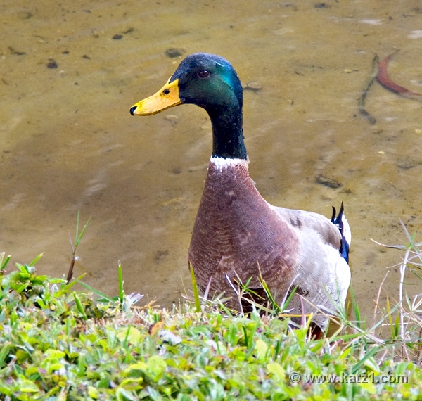 Duck 2